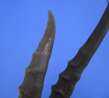2 Female Blesbok Horns, 13-1/2 and 13 inches, (1 right, 1 left) - Buy these for $15 each