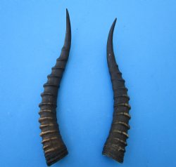 2 Female Blesbok Horns, 13-1/4 and 12-1/2 inches (1 right, 1 left) - Buy these for $15 each