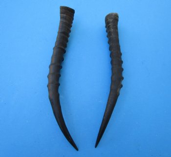 2 Female Blesbok Horns, 13-1/4 and 12-1/2 inches (1 right, 1 left) - Buy these for $15 each
