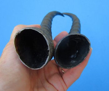 2 Female Blesbok Horns, 13-1/4 and 12-1/2 inches (1 right, 1 left) - Buy these for $15 each