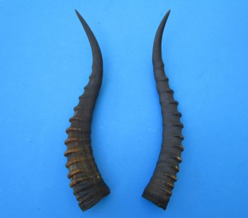 2 Female Blesbok Horns, 13-1/2 and 14 inches, Split in one horn (1 right, 1 left) - Buy these for $12.50 each