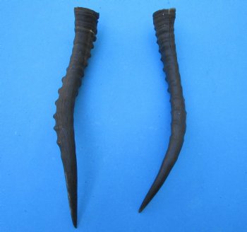 2 Female Blesbok Horns, 13-1/2 and 14 inches, Split in one horn (1 right, 1 left) - Buy these for $12.50 each