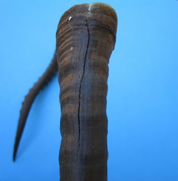 2 Female Blesbok Horns, 13-1/2 and 14 inches, Split in one horn (1 right, 1 left) - Buy these for $12.50 each