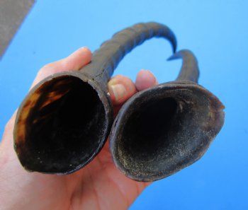2 Female Blesbok Horns, 13-1/2 and 14 inches, Split in one horn (1 right, 1 left) - Buy these for $12.50 each