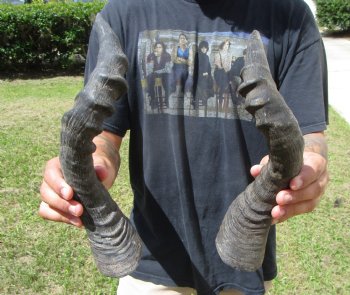 2 Single Red Hartebeest Horns 15-3/4 and 16-1/2 inches (1 right, 1 left)  - Buy these 2 for $15 each