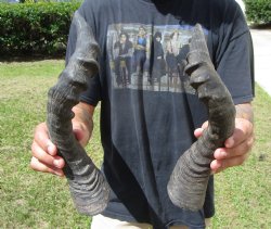 2 Single Red Hartebeest Horns 15-3/4 and 16-1/2 inches (1 right, 1 left)  - Buy these 2 for $15 each