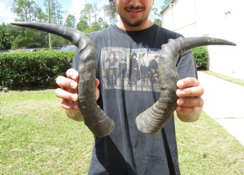 2 Single Red Hartebeest Horns 15-3/4 and 16-1/2 inches (1 right, 1 left)  - Buy these 2 for $15 each