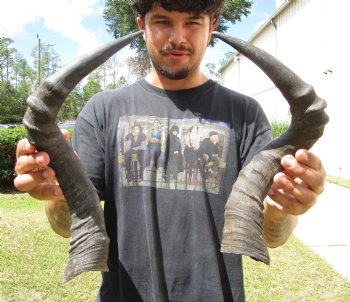 2 Single Red Hartebeest Horns 15-3/4 and 16-1/2 inches (1 right, 1 left)  - Buy these 2 for $15 each