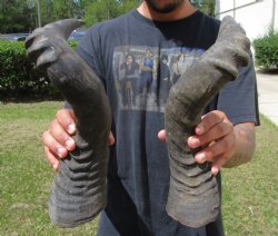 2 Single Male Red Hartebeest Horns 19-1/4 and 19-3/4 inches (1 right, 1 left)  - Buy these 2 for $15 each