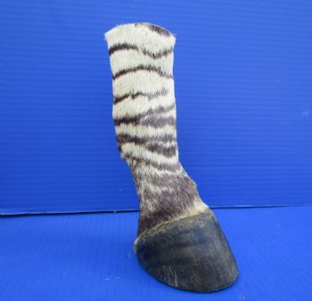 8 inches Genuine Burchelli's Zebra Foot Mount for Sale - Buy this one for $64.99