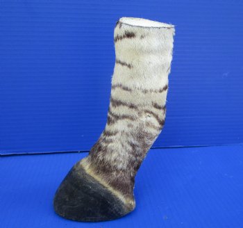 8 inches Genuine Burchelli's Zebra Foot Mount for Sale - Buy this one for $64.99