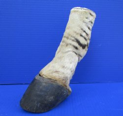 8 inches Genuine Burchelli's Zebra Foot Mount for Sale - Buy this one for $64.99