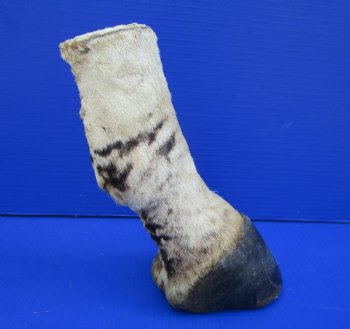 8 inches Genuine Burchelli's Zebra Foot Mount for Sale - Buy this one for $64.99
