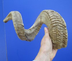 32 inches Extra Large African Merino Ram, Sheep Horn  for $39.99