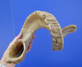 32 inches Extra Large African Merino Ram, Sheep Horn  for $39.99