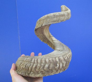 32 inches Extra Large African Merino Ram, Sheep Horn  for $39.99