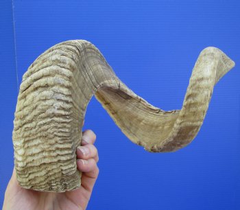 29 inches Large African Merino Ram, Sheep Horn  for $35.99