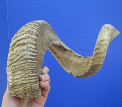 29 inches Large Afr...