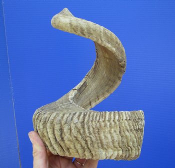29 inches Large African Merino Ram, Sheep Horn  for $35.99