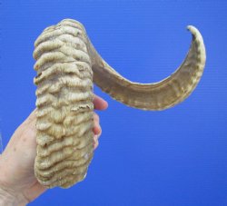 28 inches Large Afr...