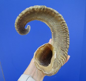 28 inches Large African Merino Ram, Sheep Horn  for $34.99