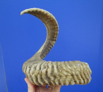 28 inches Large African Merino Ram, Sheep Horn  for $34.99