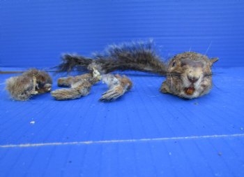 Preserved Real Squirrel Head, 4 Legs and Tail for $39.99