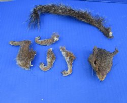 Preserved Real Squirrel Head, 4 Legs and Tail for $39.99