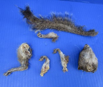 Preserved Real Squirrel Head, 4 Legs and Tail for $39.99