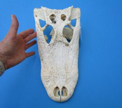 13-1/2 by 7 inches Grade 2 Florida Alligator Top Skull (no bottom jaw) for $29.99
