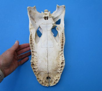13-1/2 by 7 inches Grade 2 Florida Alligator Top Skull (no bottom jaw) for $29.99