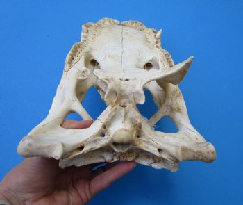 13-1/2 by 7 inches Grade 2 Florida Alligator Top Skull (no bottom jaw) for $29.99