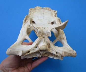 13-1/2 by 7 inches Grade 2 Florida Alligator Top Skull (no bottom jaw) for $29.99