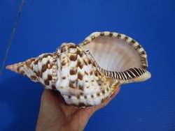 9-1/4 inches Atlant...