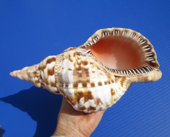 9-1/2 inches Atlantic Triton Trumpet Shell for Sale - Buy this one for $43.99