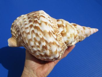 9-1/2 inches Atlantic Triton Trumpet Shell for Sale - Buy this one for $43.99