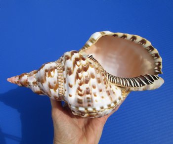 9-3/4 inches Atlantic Triton Trumpet Shell for Sale - Buy this one for $43.99