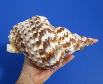 9-3/4 inches Atlantic Triton Trumpet Shell for Sale - Buy this one for $43.99