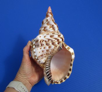 9-3/4 inches Atlantic Triton Trumpet Shell for Sale - Buy this one for $43.99