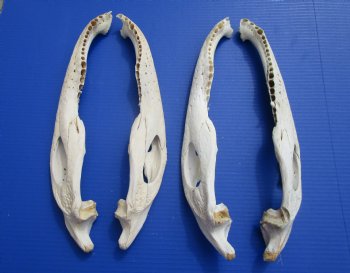 Four Halves Alligator Bottom Jaw Bones without teeth, 16 to 16-1/2 inches long - Buy these for $29.99