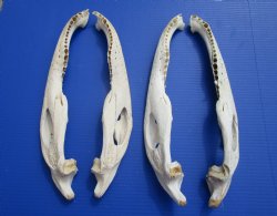 Four Halves Alligator Bottom Jaw Bones without teeth, 16 to 16-1/2 inches long - Buy these for $29.99