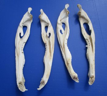 Four Halves Alligator Bottom Jaw Bones without teeth, 16 to 16-1/2 inches long - Buy these for $29.99
