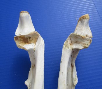 Four Halves Alligator Bottom Jaw Bones without teeth, 16 to 16-1/2 inches long - Buy these for $29.99