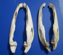 Four Halves Alligator Bottom Jaw Bones without teeth 16-1/2" to 17-3/4"  - Buy these for $29.99 
