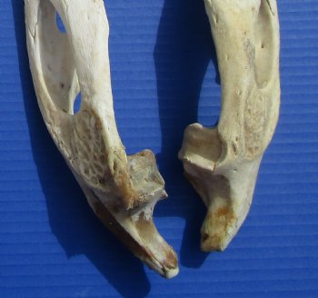 Four Halves Alligator Bottom Jaw Bones without teeth 16-1/2" to 17-3/4"  - Buy these for $29.99 