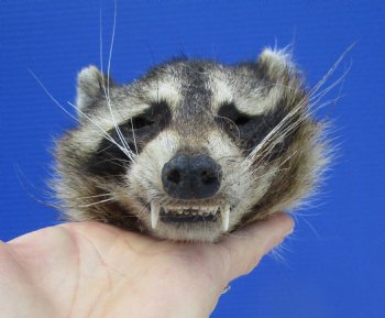 6" by 4" North American Raccoon Head, Preserved, for $59.99 <font color=red> Special $49.99</font>