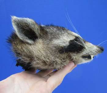 6" by 4" North American Raccoon Head, Preserved, for $59.99 <font color=red> Special $49.99</font>