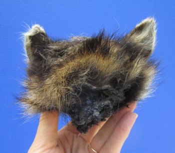6" by 4" North American Raccoon Head, Preserved, for $59.99 <font color=red> Special $49.99</font>