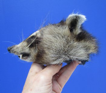 6" by 4" North American Raccoon Head, Preserved, for $59.99 <font color=red> Special $49.99</font>