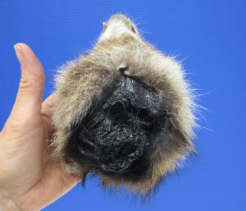 6" by 4" North American Raccoon Head, Preserved, for $59.99 <font color=red> Special $49.99</font>